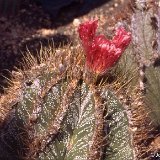 Astrophytum ornatum JL   ÉPUISÉ - OUT of STOCK - AGOTADO